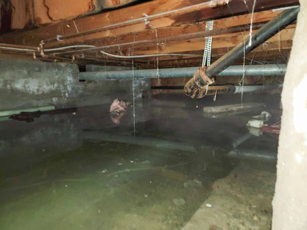Best Carpet water damage restoration  in Morgan City, LA
